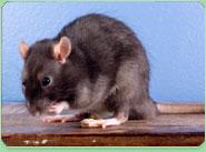 rat control Snaresbrook